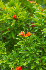 Red pomegranate flowers on pomegranate blossoming tree in the garden. Bright red Punica granatum blooms in summertime. Cyprus