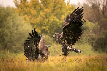 Closeup of two golden eagles fighting in a field with their wings wide open