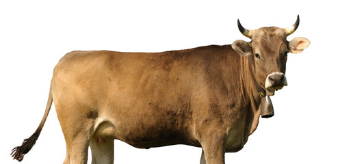 cow on a pasture isolated over transparent background