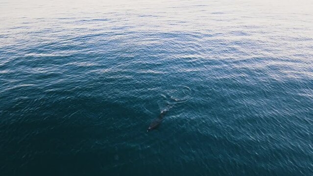 Drone view of a dolphin swimming in the water