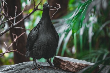 Tropical bird on a rocky surface and holding a small tree branch with the beak