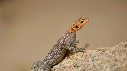 Regenbogen Echse in Namibia, weibliches oder männliches Reptil auf Felsen