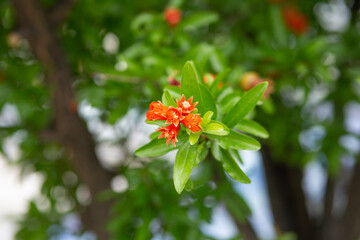 Red pomegranate flowers on pomegranate blossoming tree in the garden. Bright red Punica granatum blooms in summertime. Cyprus