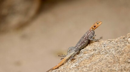 Regenbogen Echse in Namibia, weibliches oder männliches Reptil auf Felsen