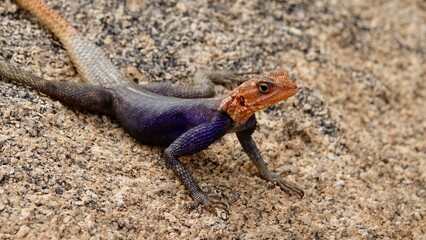 Regenbogen Echse in Namibia, weibliches oder männliches Reptil auf Felsen