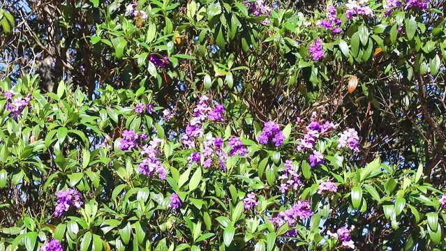 isolated tree known as manac&aacute; da serra, Tibouchina mutabilis in video swaying in gentle wind relaxing on a natural background.