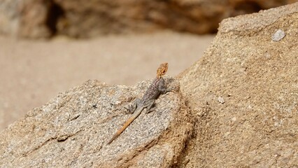 Regenbogen Echse in Namibia, weibliches oder männliches Reptil auf Felsen