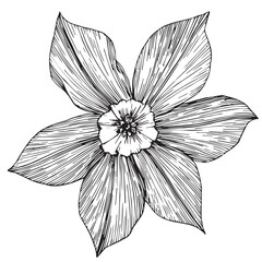 Fototapeta premium Linear narcissus flower, ink vector clipart. Hand drawn illustration perfect for invitation cards, spring and summer decor, greeting cards, posters, scrapbooking, print.