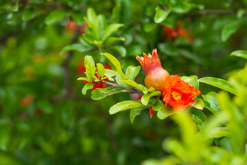 Red pomegranate flowers on pomegranate blossoming tree in the garden. Bright red Punica granatum blooms in summertime. Cyprus
