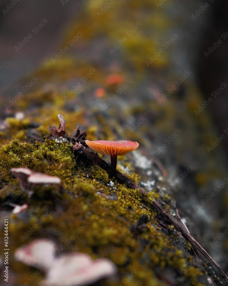 Poster the mushroom is on the tree with moss around it
