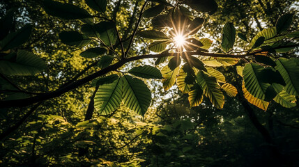 Witness the captivating sight of sunlight filtering through beautiful leaves, creating a symphony of colors and textures. Let your senses be awakened as nature's marvels unfold before your eyes. 
