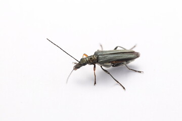 Insecto aislado sobre fondo blanco