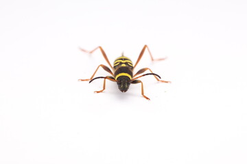 Insecto con mimetismo mulleriano sobre fondo blanco