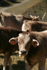 A cow in a mountain pasture.