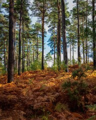 Beautiful forest landscape during the daytime