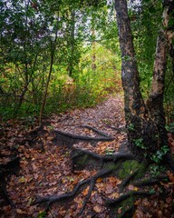 Beautiful forest landscape during the daytime