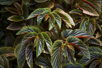 Selective focus shot of green leaves of begonia aconitifolia