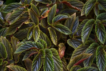 Selective focus shot of green leaves of begonia aconitifolia