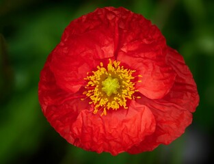 Macro shot of a red poppy flower on a green blurred background