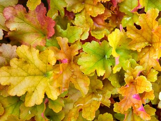 Closeup of yellow autumn leaves covered in water droplets