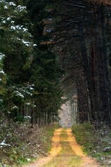 Narrow path between trees