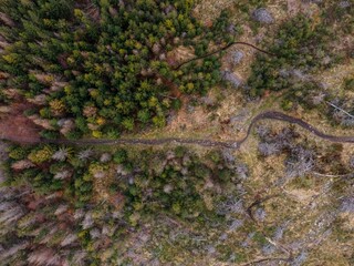 Drone shot of tops on trees in a forest, cool for background