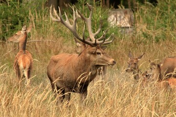 Closeup of a powerful male deer in the forest with tall trees in the background
