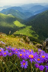 Vertical shot of alpine asters growing on hills covered in greenery in the countryside