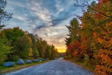 Fototapeta premium Road in a fall forest on the sunset