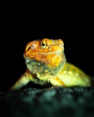 Exotic lizard on a black background