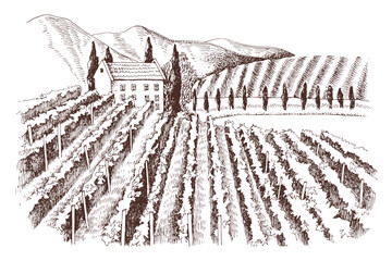 Hand drawn rustic vineyard landscape