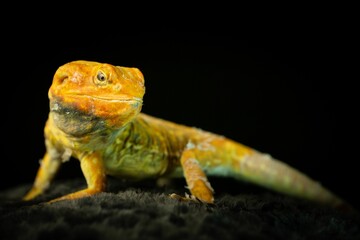 Exotic lizard on a black background