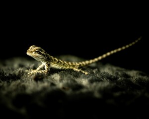 Exotic lizard on a black background