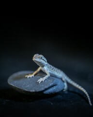 Exotic lizard on a black background