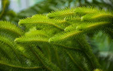 Closeup shot of tree branches