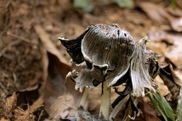 Mushroom in the outdoor wilderness