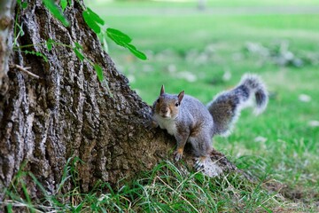 Close-up view of an Eastern gray squirrel climbing the tree