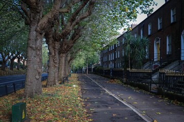 Sidewalk lined with buildings and trees in the fall