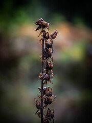 Vertical selective focus of dry Epipactis, helleborine plant stem and flower buds