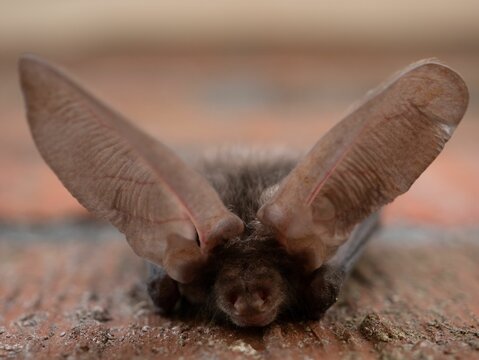 Closeup of a brown long-eared bat