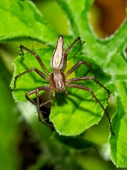 Closeup shot of a Striped lynx spider on the green leaves.