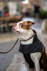 Vertical shallow focus of a brown and white Pitbull dog in a harness looking up