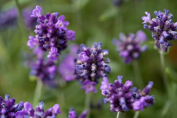 Closeup of beautiful lavender flowers with buds captured in a garden