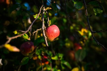 Selective shot of the topaz apples growing on the tree branch on a sunny day with blur background