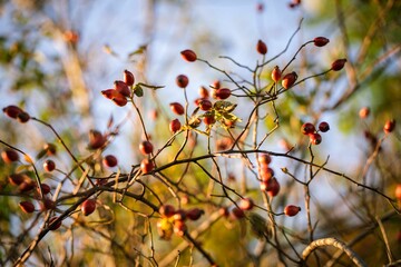 Selective focus of Rose hip fruit in the tree with blur background