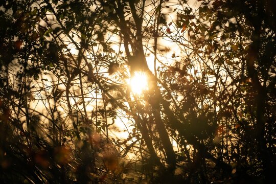 Beautiful shot of sunset sky behind trees