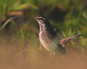 Closeup shot of a Bluethroat captured in India