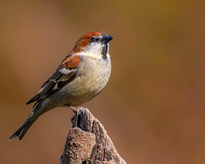 Macro shot of a Russet sparrow perched on the top of a wood on an isolated background