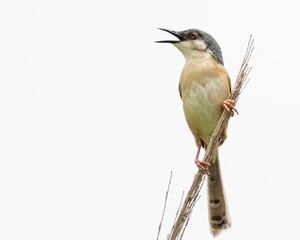 Ashy wren-warbler perching on a plant twig with open beak isolated on white background