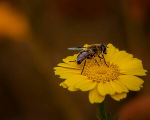 Macro shot of a bee sitting on a yellow chamomile and collecting nectar on an isolated background